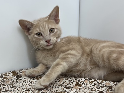 DEWEY - Domestic Shorthair available for adoption