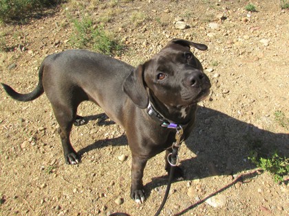 PEPPER - American Pit Bull Terrier / Mix available for adoption