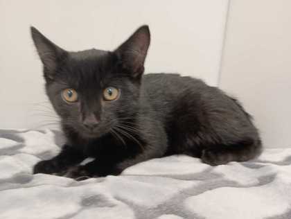 SEBRIGHT - Domestic Shorthair for adoption in Boulder