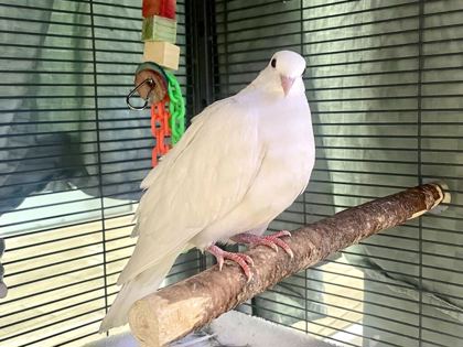 BASIL - Dove available for adoption