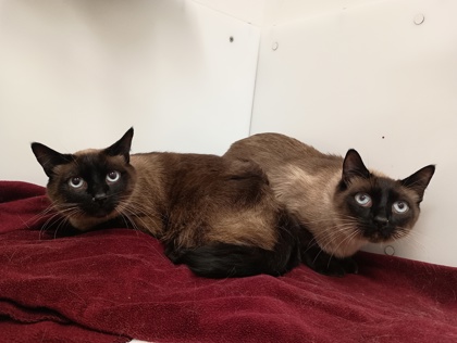 APOLLO - Siamese / Mix available for adoption