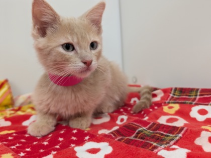 MORRIS - Domestic Shorthair available for adoption