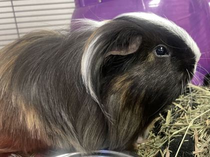 HERBERT - Guinea Pig available for adoption