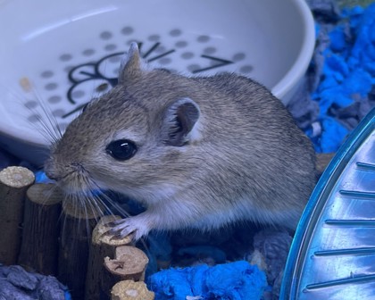 CASHEW - Gerbil available for adoption