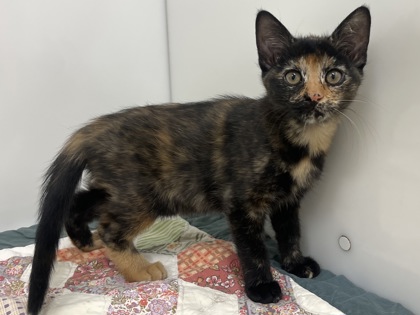 BLISS - Domestic Shorthair available for adoption