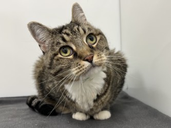 ELSIE - Domestic Shorthair available for adoption