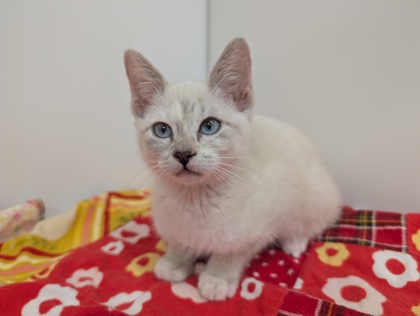 MAGGIE - Siamese / Mix available for adoption