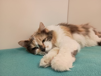KARMA - Domestic Longhair available for adoption