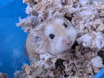 ACE - Hamster available for adoption