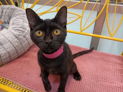 CAROLINE - Domestic Shorthair available for adoption