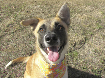 LILLY - Shepherd / Mix available for adoption