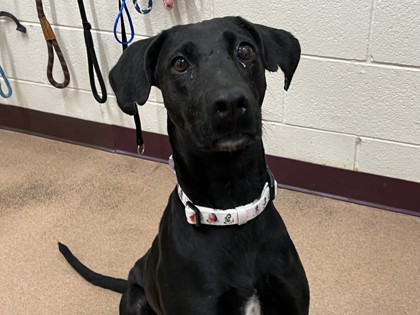 WILLOW - Pointer / Mix available for adoption