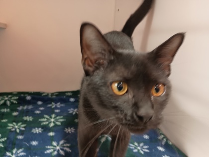 TAZ - Domestic Shorthair for adoption in Boulder