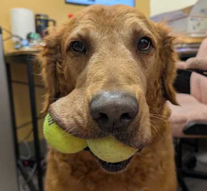 BIG MAC - Golden Retriever / Mix available for adoption