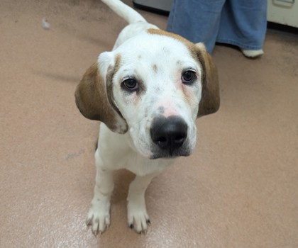 BOOMERANG - Great Pyrenees / Mix available for adoption