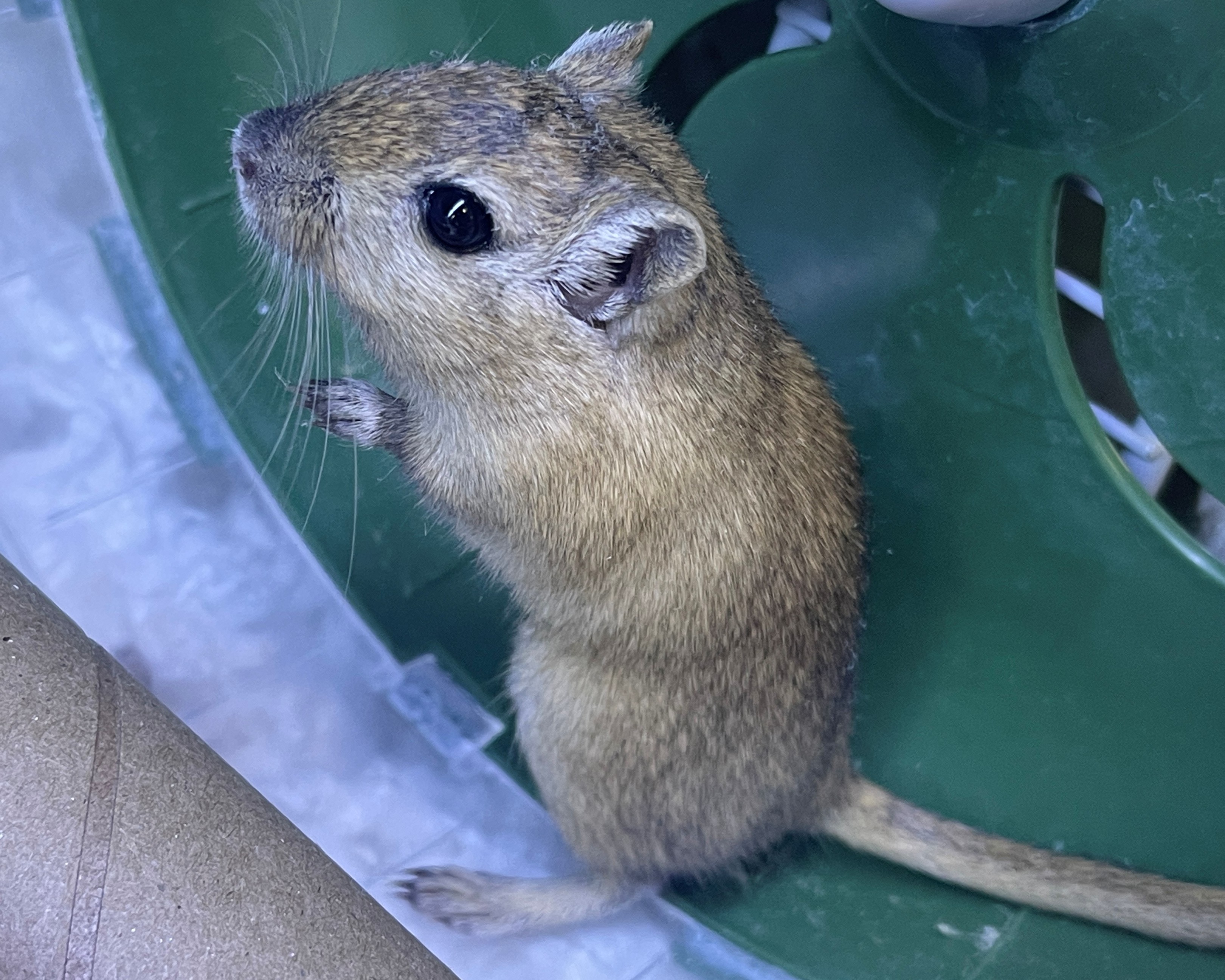 CARAMEL - Gerbil available for adoption
