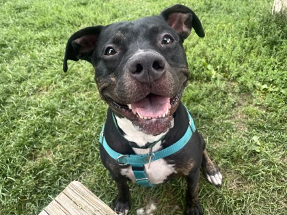 BENO - American Pit Bull Terrier / Mix available for adoption
