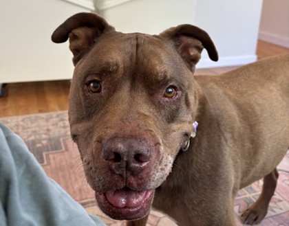 BRONX - American Pit Bull Terrier / Mix available for adoption