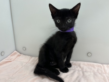CASHEW - Domestic Shorthair available for adoption