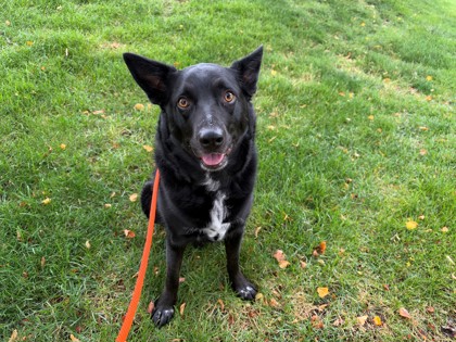MAMBA - Border Collie / Australian Cattle Dog available for adoption