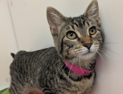 PANGOLIN - Domestic Shorthair available for adoption