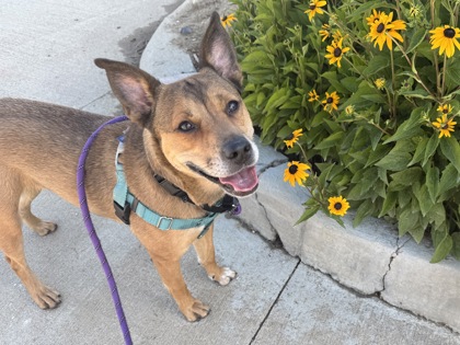 COFFEE - Australian Cattle Dog / Mix available for adoption