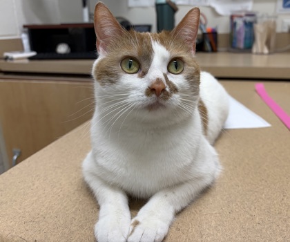 PANCAKE - Domestic Shorthair available for adoption