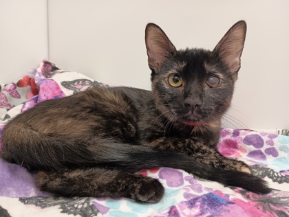 LEELA - Domestic Shorthair available for adoption