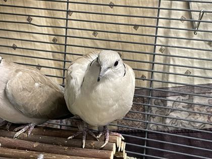 DICKIE - Dove available for adoption