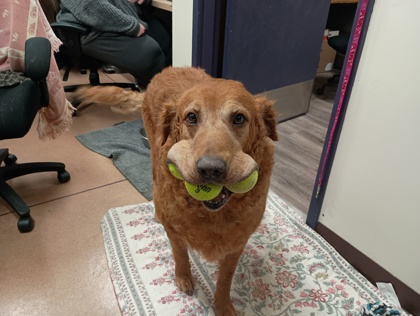 BIG MAC - Golden Retriever / Mix available for adoption