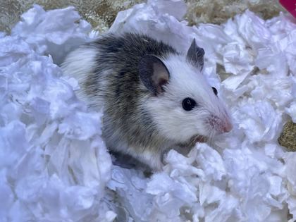 GEMINI - Rat available for adoption