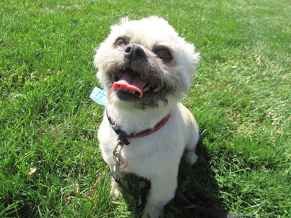 DAPHNE - Lhasa Apso / Mix available for adoption