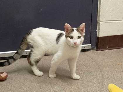 MAX - Domestic Shorthair available for adoption