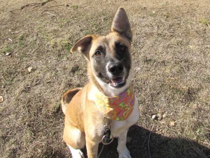 LILLY - Shepherd / Mix available for adoption