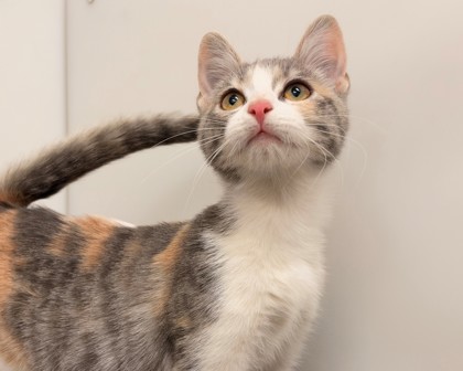 JENNY - Domestic Shorthair available for adoption
