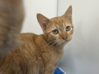 CROUTON - Domestic Shorthair available for adoption