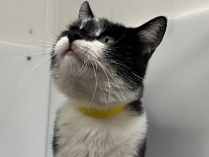 BATMAN - Domestic Shorthair available for adoption