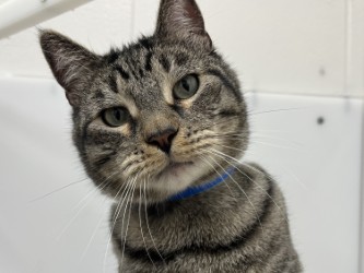 LEON - Domestic Medium Hair available for adoption