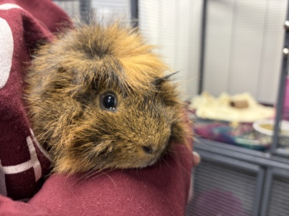 PUMUKI - Guinea Pig available for adoption