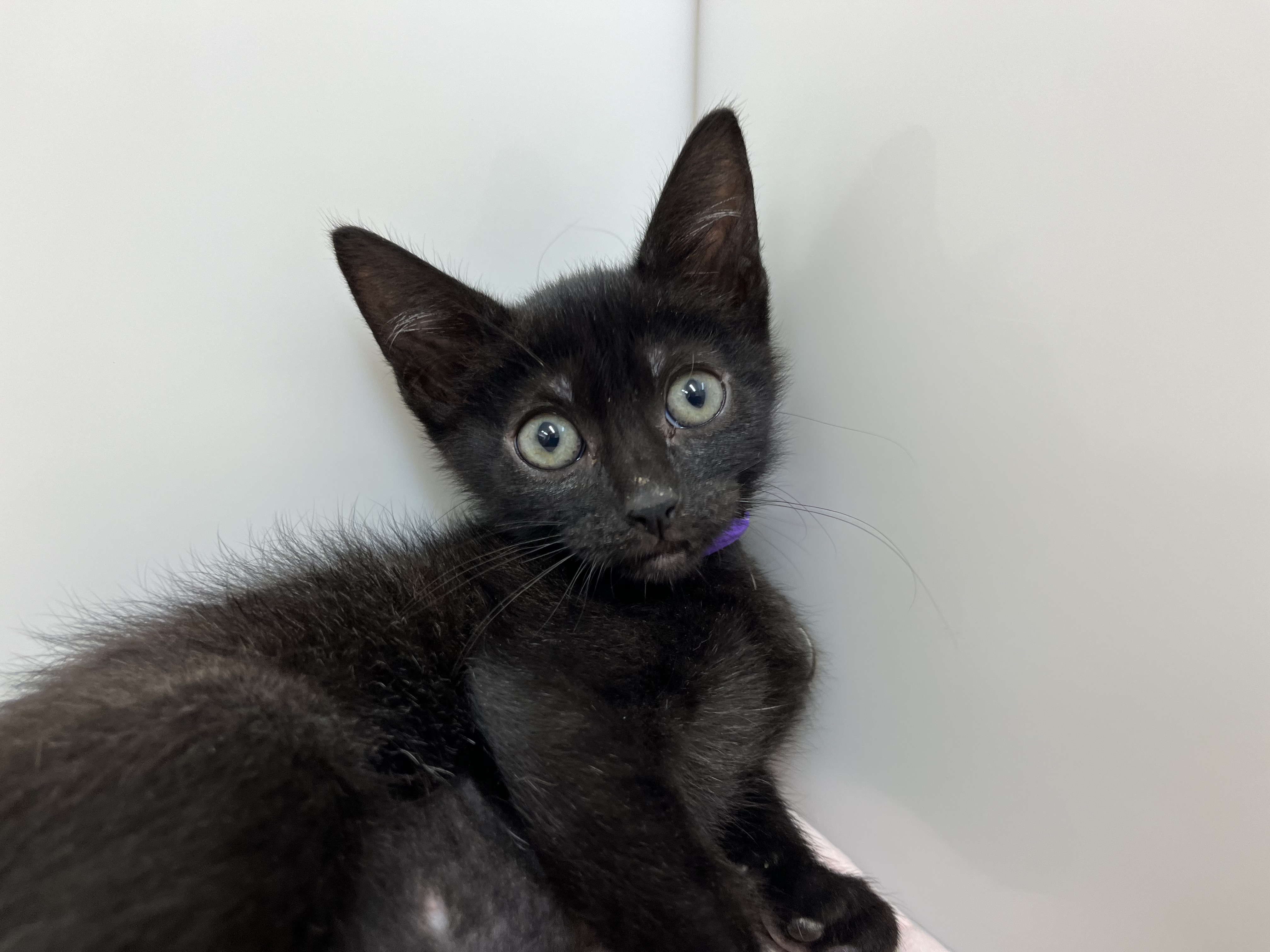 CAIT - Domestic Shorthair available for adoption