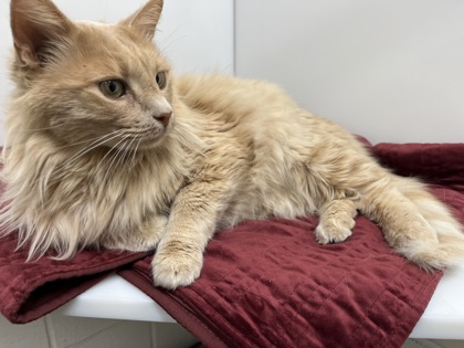 BOWIE - Domestic Longhair available for adoption