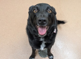 MAMBA - Border Collie / Australian Cattle Dog available for adoption