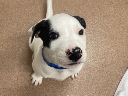 COBWEB - Pointer / Mix available for adoption