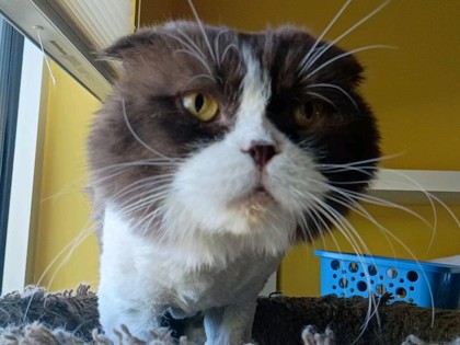 BANDIT - Scottish Fold available for adoption