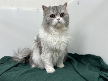 MAISIE - Persian / Mix available for adoption