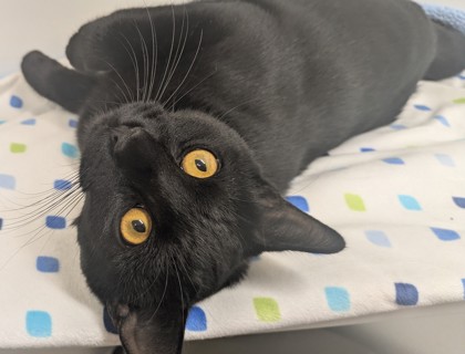 AUGUST - Domestic Shorthair available for adoption