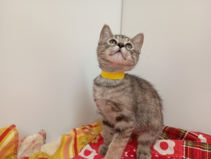DOLLY DARLA - Domestic Medium Hair available for adoption