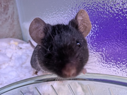 BERRY - Mouse available for adoption