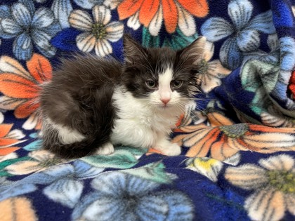 BINX - Domestic Medium Hair available for adoption