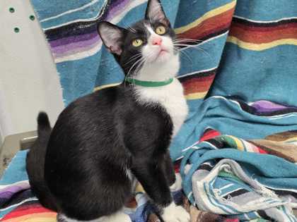 CURLY - Domestic Shorthair available for adoption
